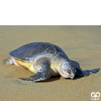 گونه لاکپشت زیتونی ریدلی Olive Ridley Turtle